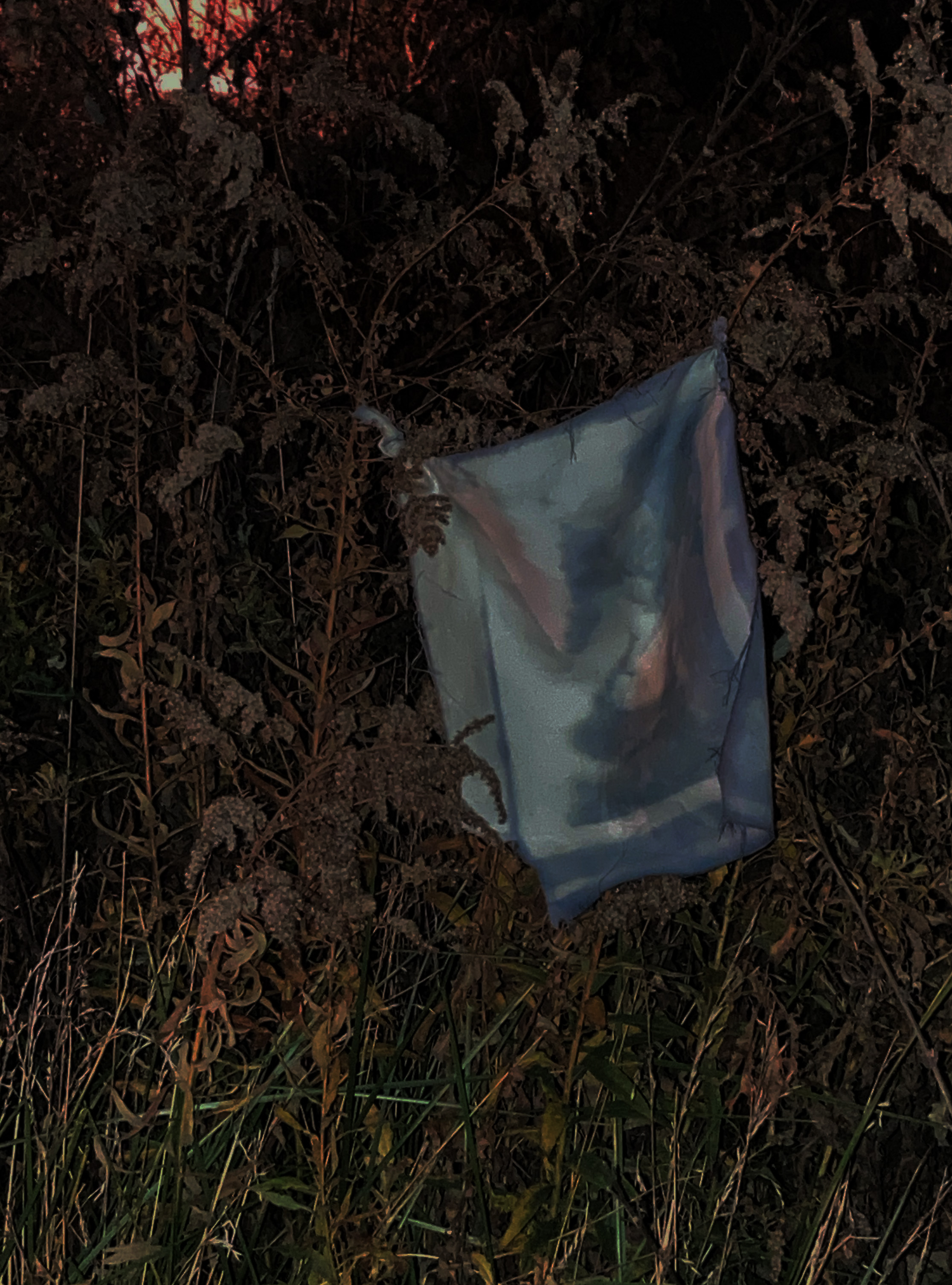 ISawSomethingInTheFields.LydiaKuzak,